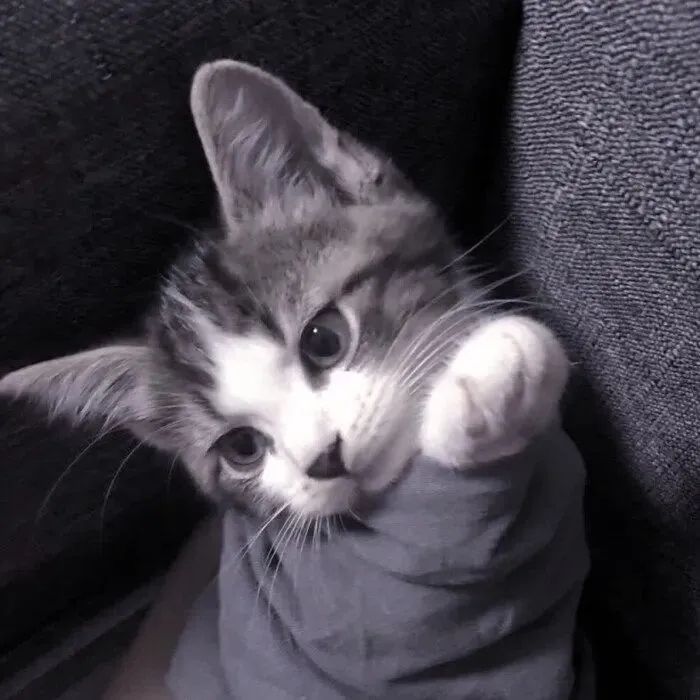 猫咪几个月抱最好:揭开猫咪早期护理的秘密