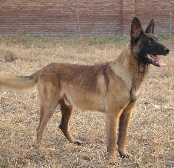 宠物又醒又睡什么原因?揭秘宠物生活中的小秘密